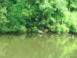 Click on one of the size names above to enlarge this image Click on one of the size names above to enlarge this image