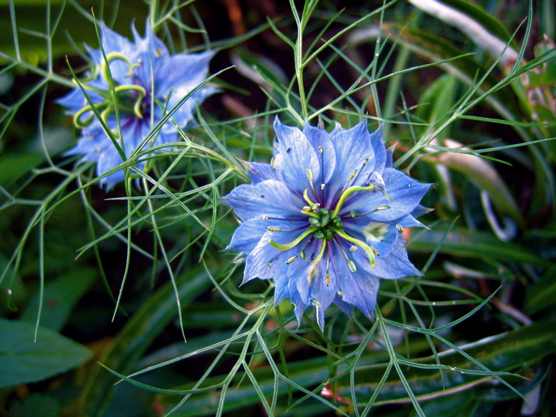 Image: Pretty Blue Flower