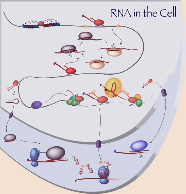 The many roles of RNA in the cell.