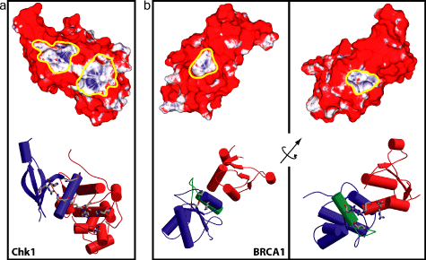 predictions on Chk1 and
BRCA1