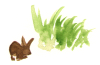Rabbit