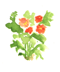 Begonia