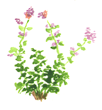 Catmint