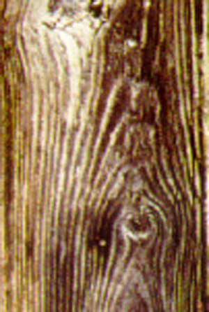 tronco.JPG (71998 bytes)